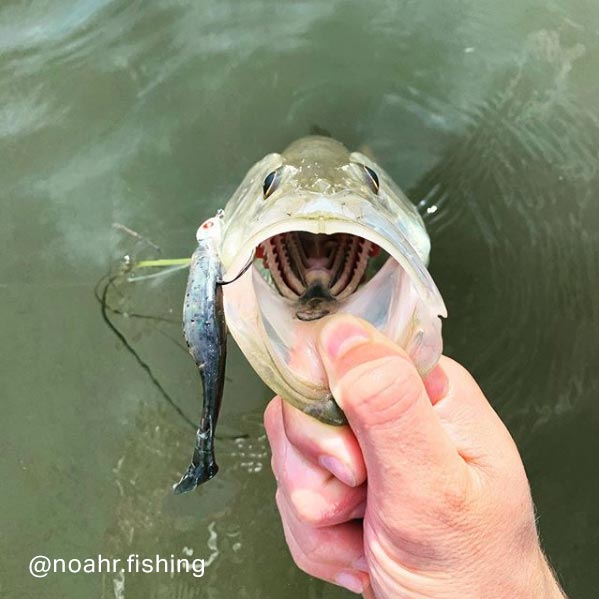 Charlies Worms Noahr Trout Viper Minnow