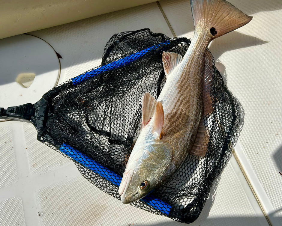 Hot Bites and the Rite Baits to use in Florida!