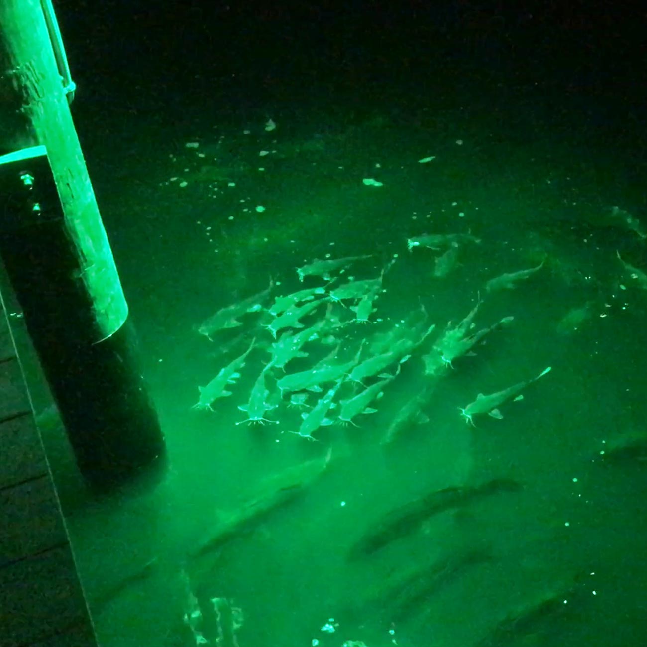 Green Blazer Fish & Game LED Floodlight
